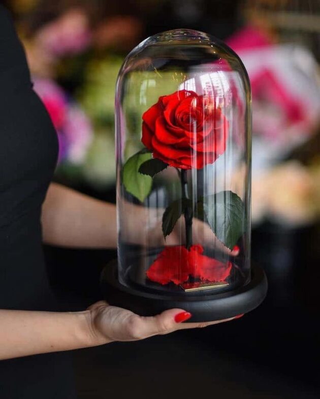 Rosa preservada
